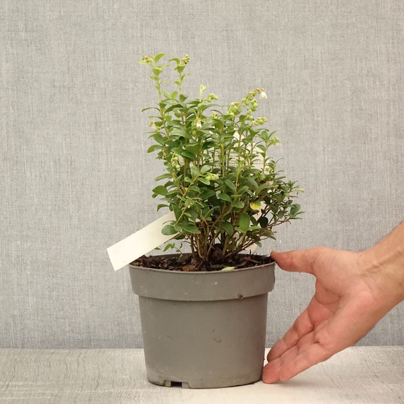 Exemplaar van Rode bosbes Fireballs - Vaccinium vitis-idaea Pot van 2 l/3 l zoals geleverd in de zomer