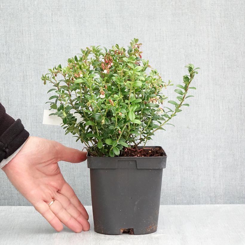 Exemplaar van Rode bosbes Miss Cherry - Vaccinium vitis-idaea Pot van 2 l/3 l zoals geleverd in de herfst