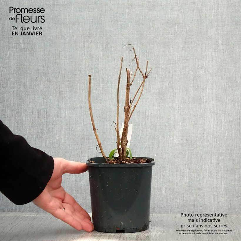 Example of Valériane blanche, Centranthus ruber albus Pot van 2 l/3 l as you get in hiver