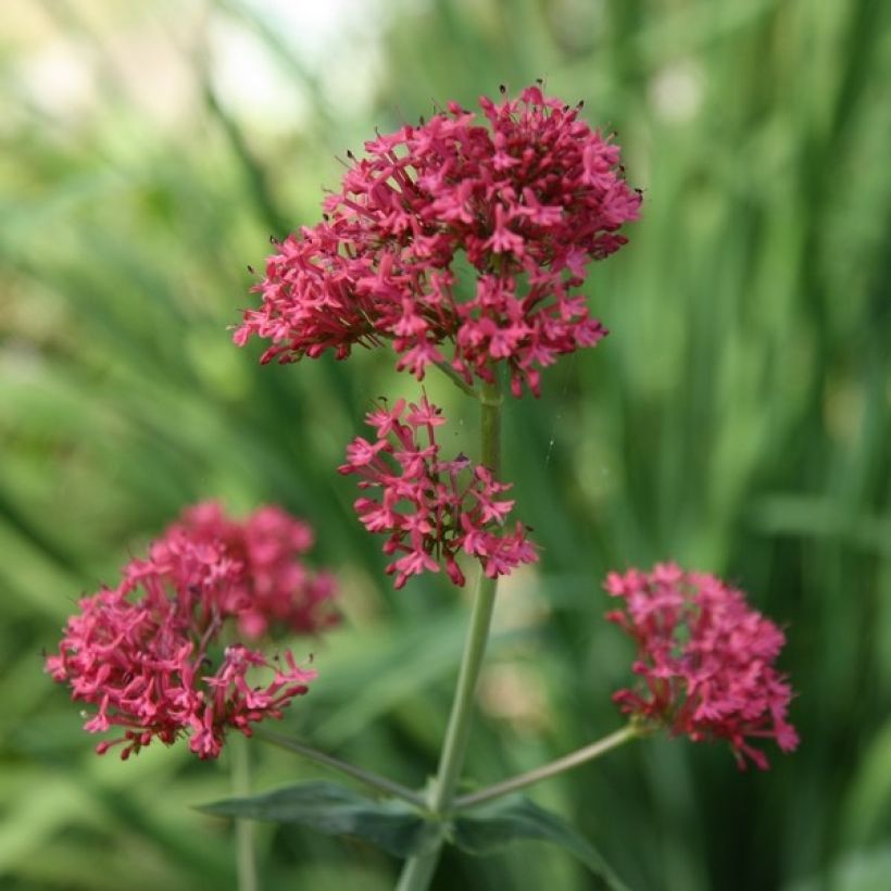 Centranthus ruber - Rode valeriaan (Flowering)