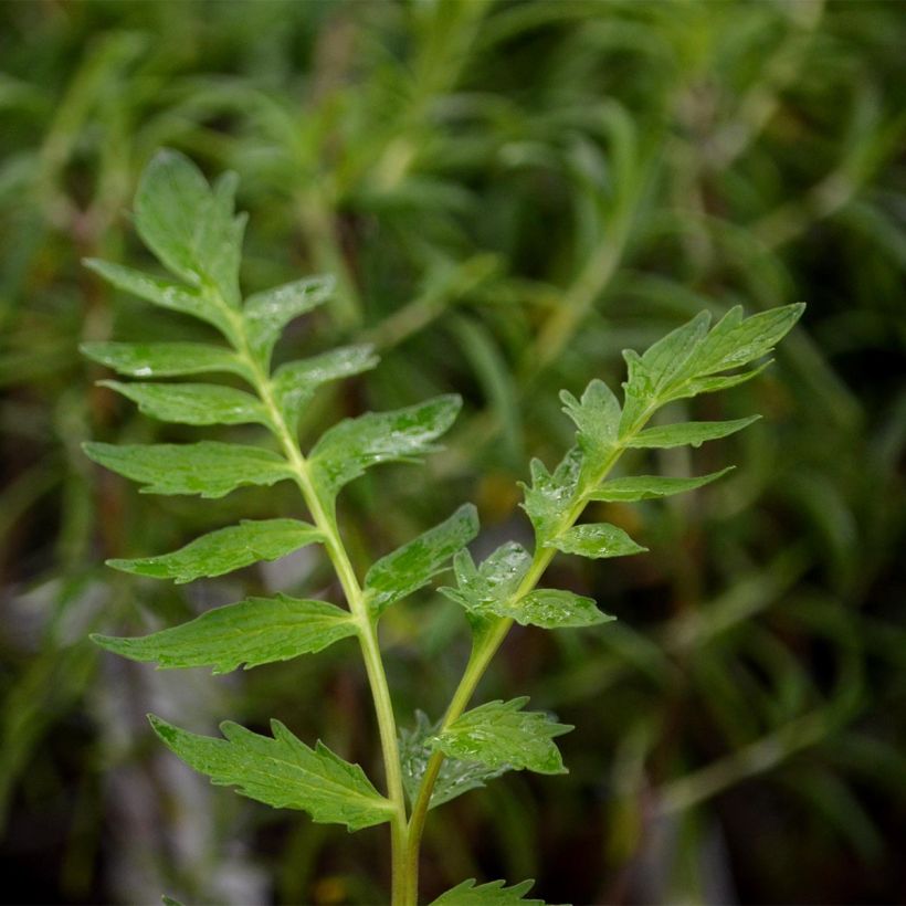 Valeriana officinalis - Echte valeriaan (Foliage)