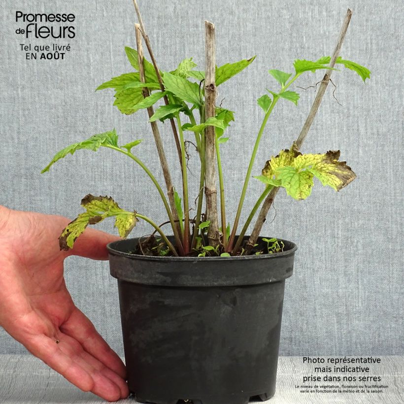 Exemplaar van Valeriana officinalis - Echte valeriaan Pot van 2 l/3 l zoals geleverd in de zomer