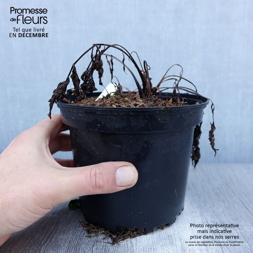 Example of Valeriana officinalis - Echte valeriaan Pot van 2 l/3 l as you get in hiver