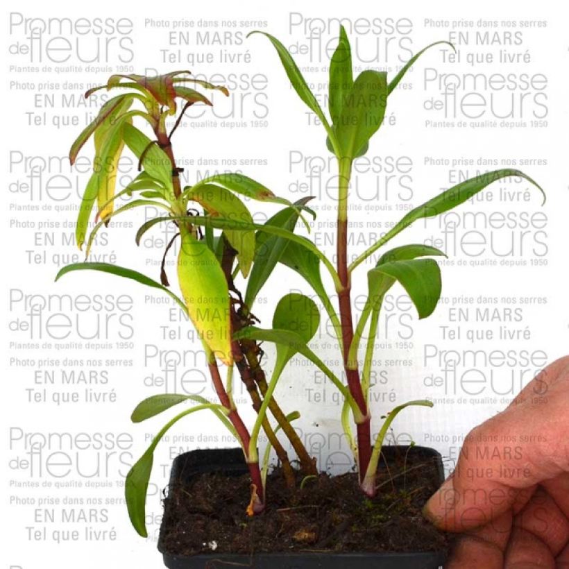 Voorbeeld van een exemplaar van Rode valeriaan Kempenhof Kweekpotje van 8/9 cm zoals geleverd