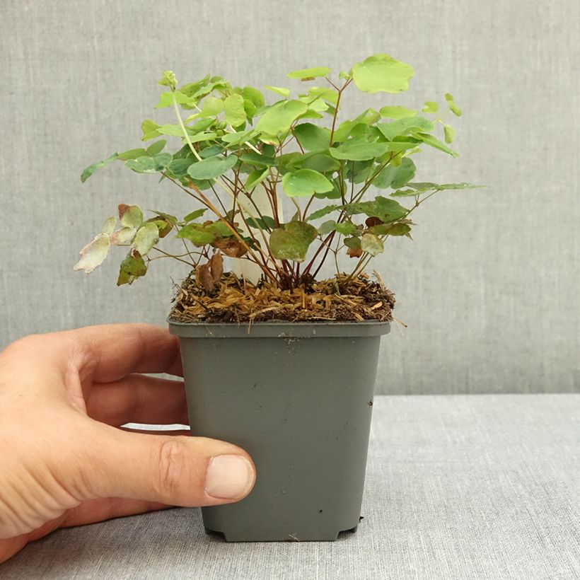 Exemplaar van Vancouveria hexandra - Vancouveria Kweekpotje van 8/9 cm zoals geleverd in de zomer