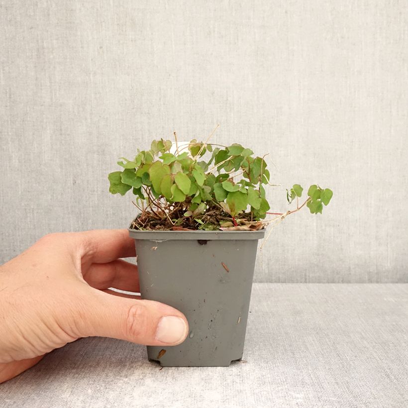 Exemplaar van Vancouveria hexandra - Vancouveria Kweekpotje van 8/9 cm zoals geleverd in de lente