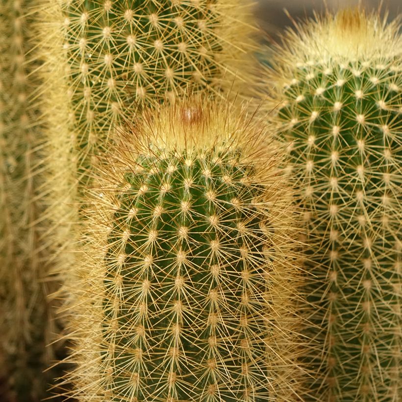 Vatricania guentheri - Zuilcactus (Blad)