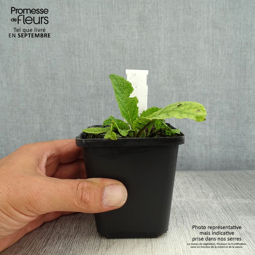 Exemplaar van Verbascum chaixii Album - Toorts Kweekpotje van 8/9 cm zoals geleverd in de zomer