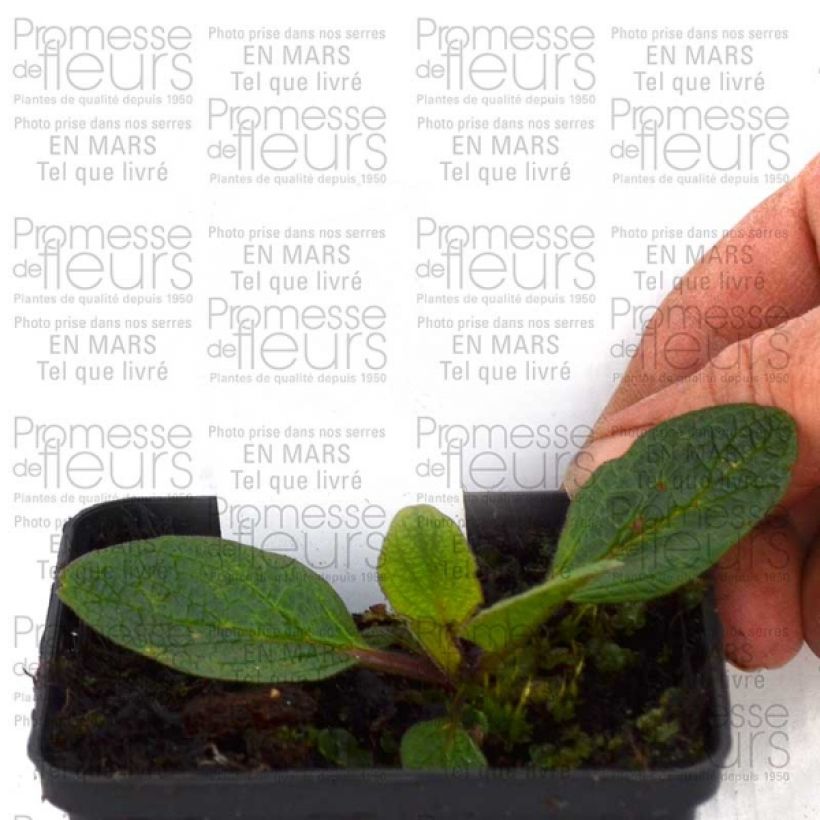 Voorbeeld van een exemplaar van Verbascum Blue Lagoon - Toorts Kweekpotje van 8/9 cm zoals geleverd