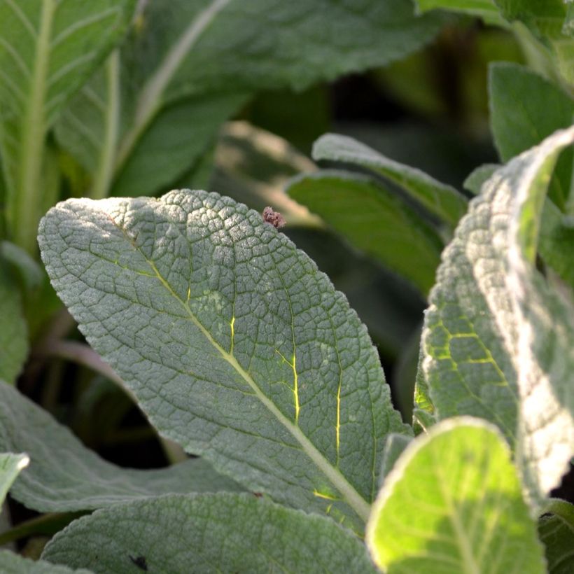 Verbascum Jackie - Toorts (Foliage)