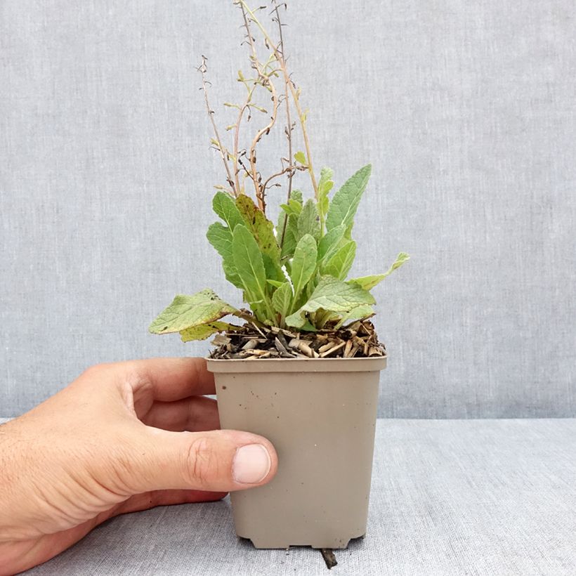 Exemplaar van Verbascum Jackie - Toorts Kweekpotje van 8/9 cm zoals geleverd in de zomer