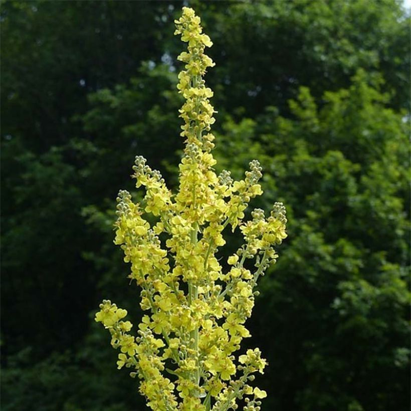 Verbascum olympicum - Toorts (Flowering)