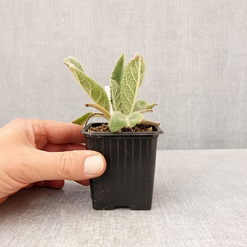 Exemplaar van Verbascum thapsus - Koningskaars Kweekpotje van 8/9 cm zoals geleverd in de lente