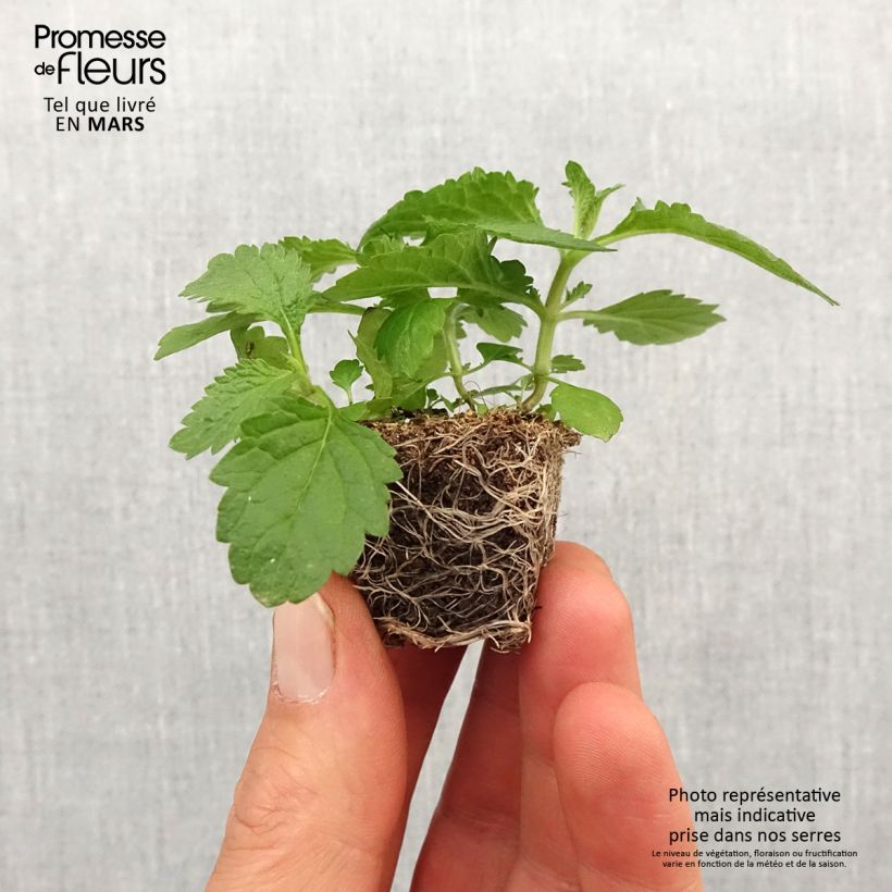 Example of Verbena bonariensis Vanity - Verveine de Buenos Aires Mini-mot Ø 3/4 cm as you get in printemps