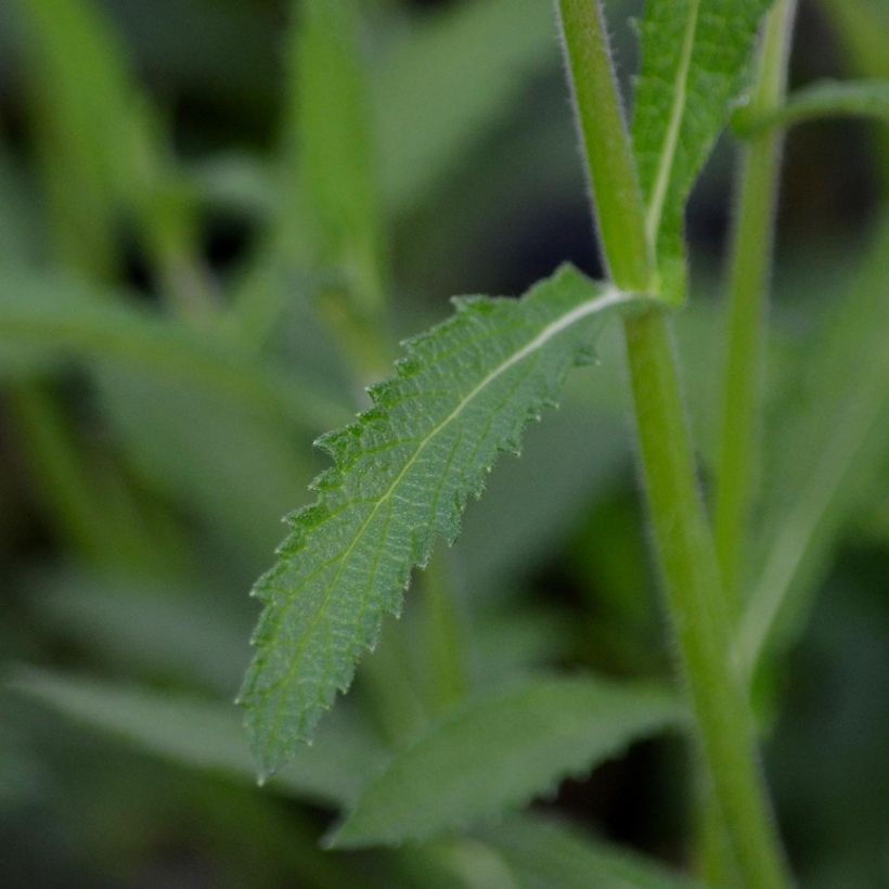 Verbena bonariensis - Reuzenverbena (Foliage)