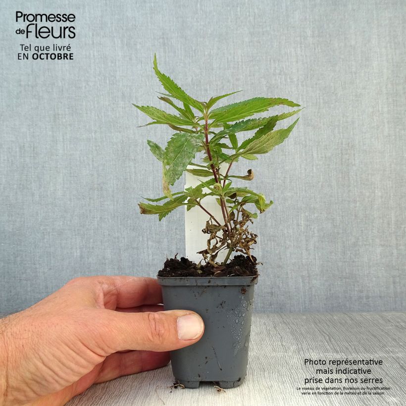 Exemplaar van Verbena hastata Blue Spires - Verveine hastée Godet de 8/9 cm zoals geleverd in de herfst