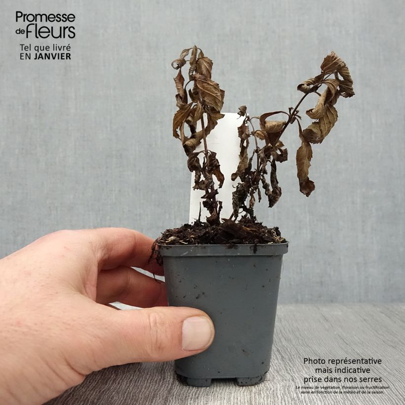 Example of Verbena hastata Blue Spires - Verveine hastée Kweekpotje van 8/9 cm as you get in hiver