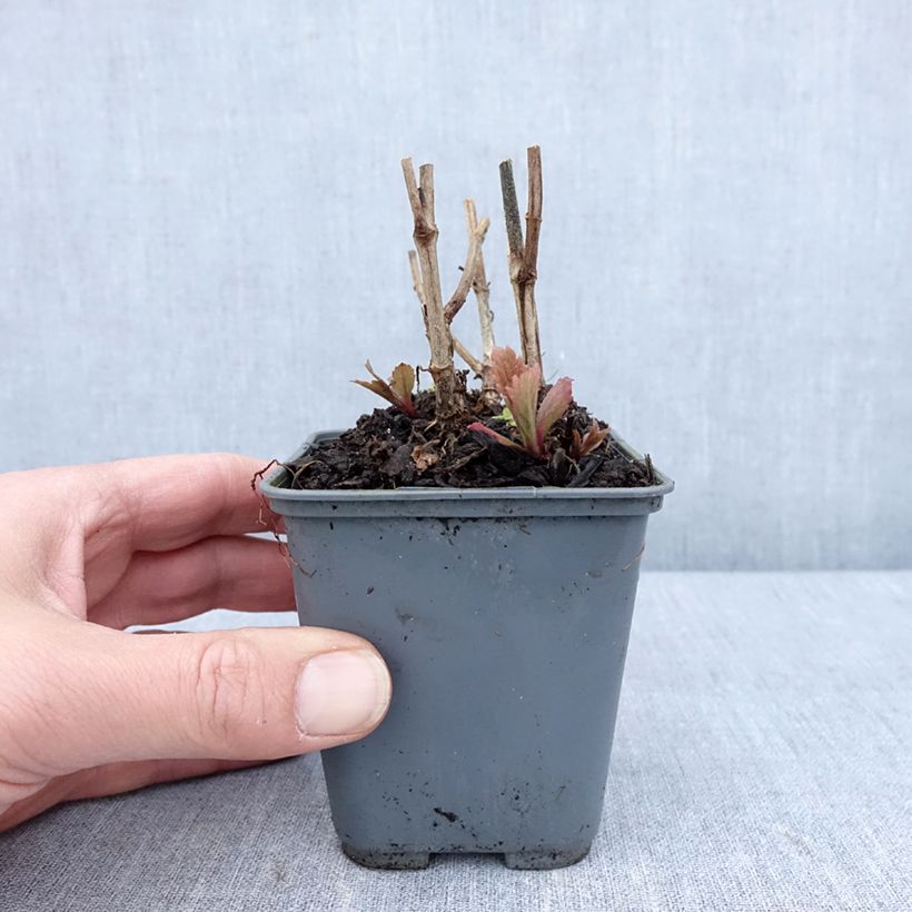 Exemplaar van Verbena hastata Blue Spires - Blauwe verbena Kweekpotje van 8/9 cm zoals geleverd in de lente