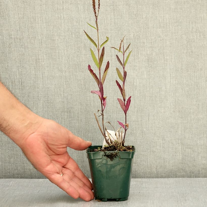 Exemplaar van Verbena hastata Pink Spires - Blauwe verbena Kweekpotje van 8/9 cm zoals geleverd in de zomer