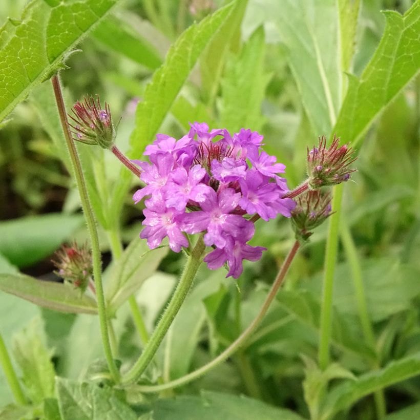 Verbena rigida Venosa - IJzerhard rugueuse (Bloei)