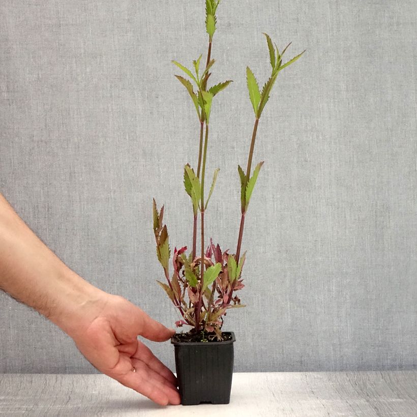 Exemplaar van Verbena Lavender Spires - Hangverbena Kweekpotje van 8/9 cm zoals geleverd in de zomer