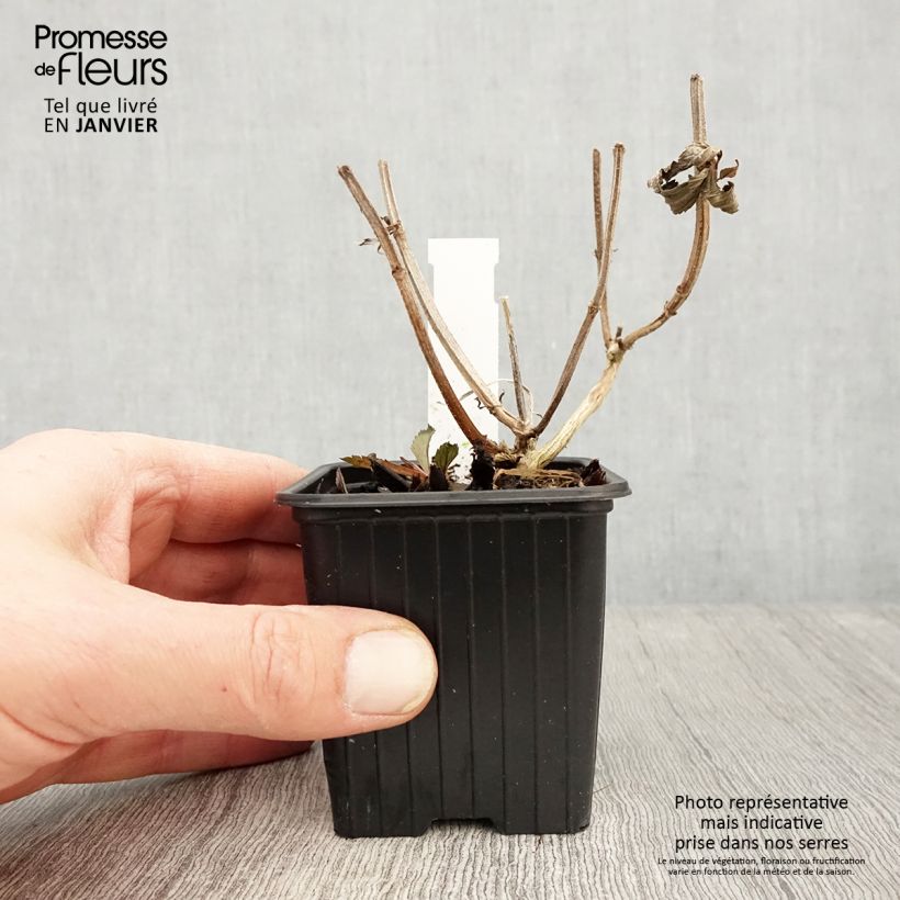 Example of Verbena Lavender Spires - Hangverbena Kweekpotje van 8/9 cm as you get in hiver