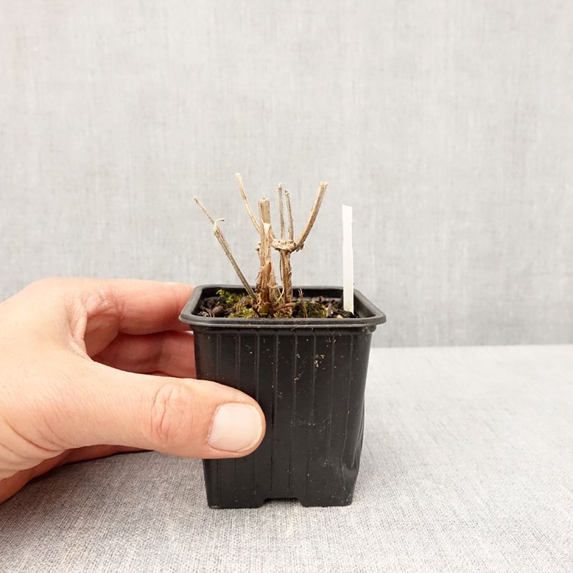 Exemplaar van Verbena Lavender Spires - Hangverbena Kweekpotje van 8/9 cm zoals geleverd in de lente