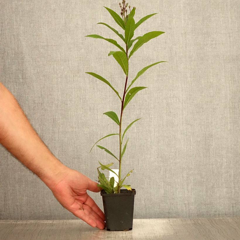 Exemplaar van Vernonia arkansana - IJzerkruid Kweekpotje van 8/9 cm zoals geleverd in de zomer