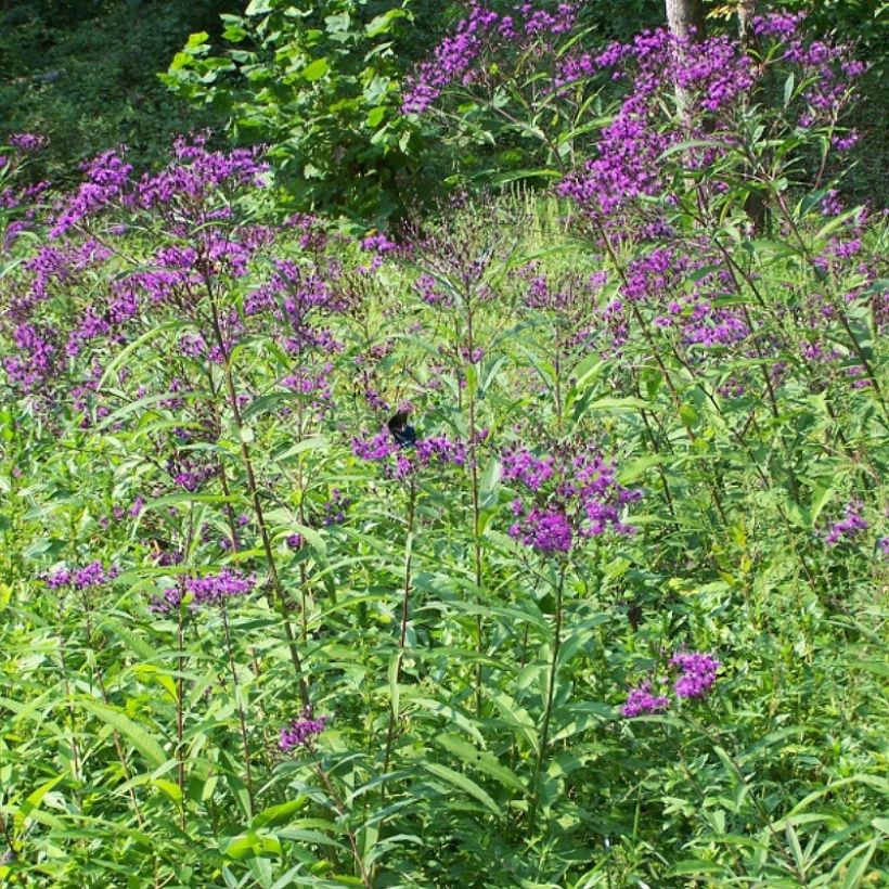 Vernonia gigantea - Ijzerkruid (Groeiplaats)