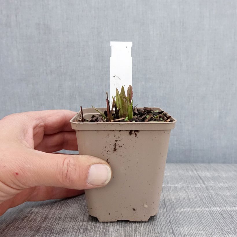 Exemplaar van Vernonia gigantea - Ijzerkruid Kweekpotje van 8/9 cm zoals geleverd in de lente