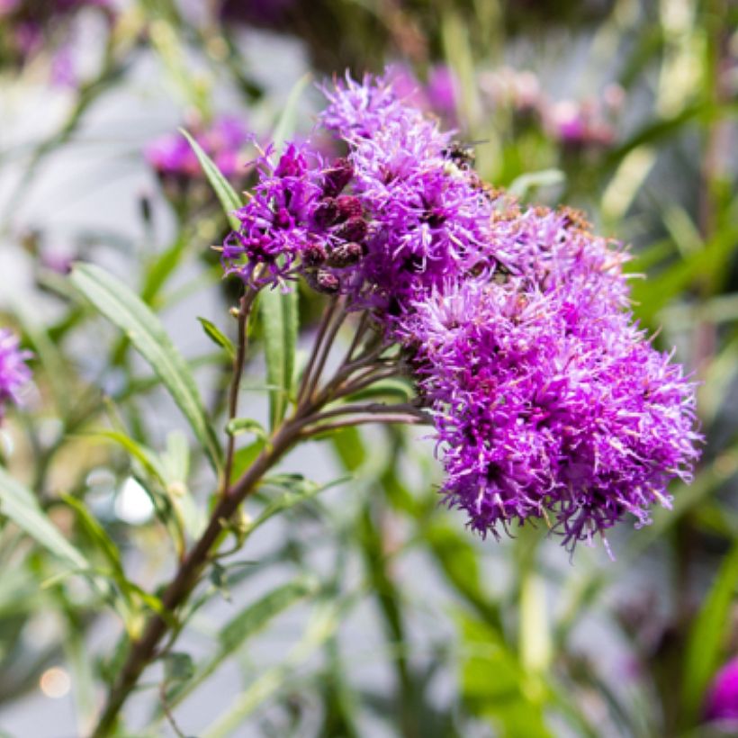 Vernonia lettermannii - Ijzerkruid (Flowering)