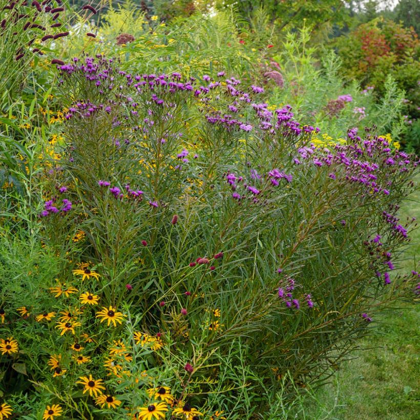 Vernonia lettermannii - Ijzerkruid (Plant habit)