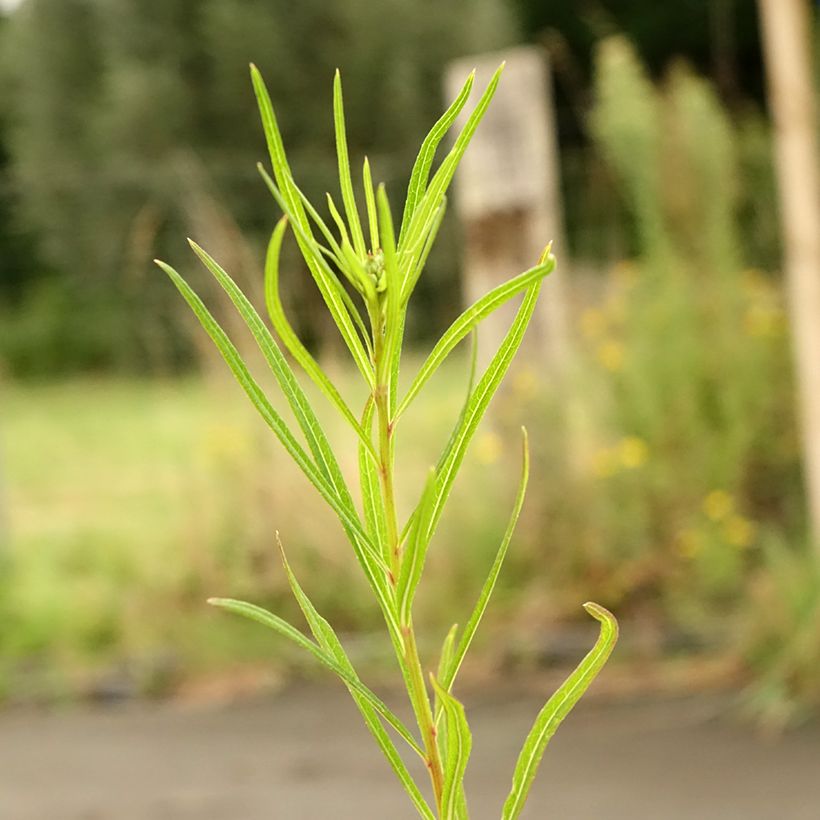 Vernonia lettermannii - Ijzerkruid (Blad)