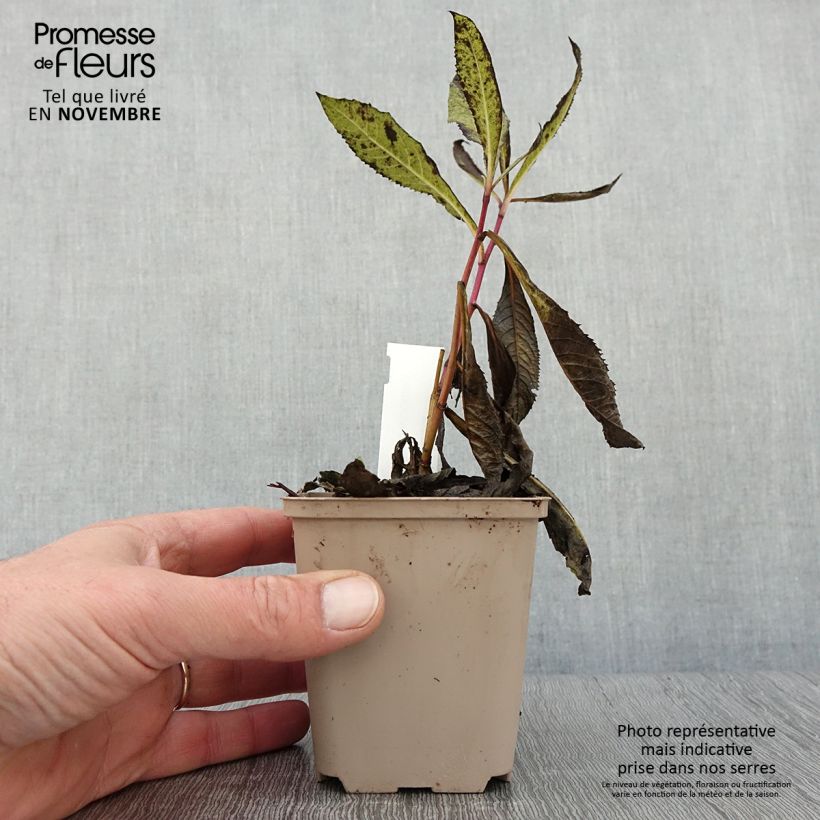 Exemplaar van Vernonia missurica - Ijzerkruid Kweekpotje van 8/9 cm zoals geleverd in de herfst