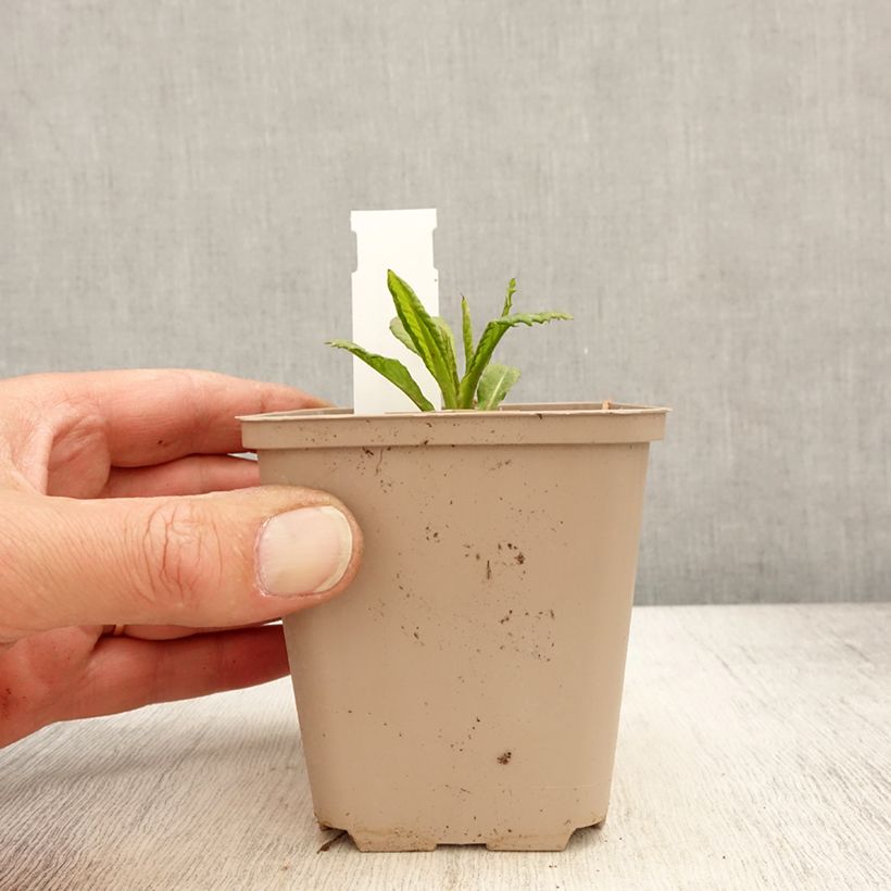 Exemplaar van Vernonia missurica - Ijzerkruid Kweekpotje van 8/9 cm zoals geleverd in de lente