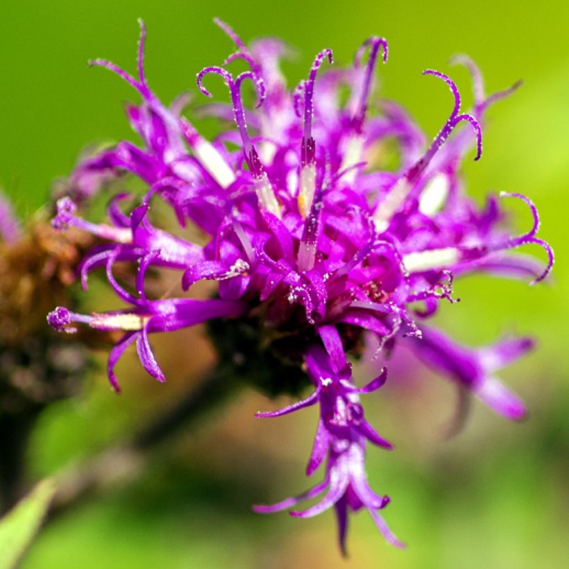 Vernonia missurica - Ijzerkruid (Flowering)