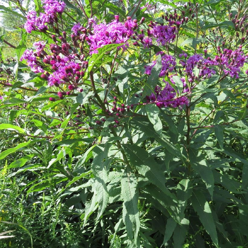 Vernonia missurica - Ijzerkruid (Plant habit)