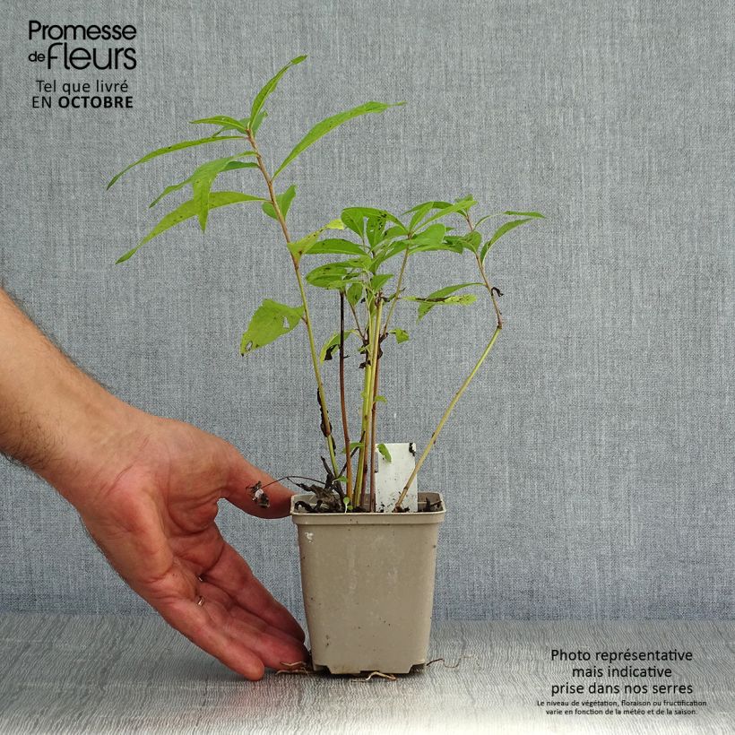 Exemplaar van Vernonia noveboracensis - Ijzerkruid Kweekpotje van 8/9 cm zoals geleverd in de herfst