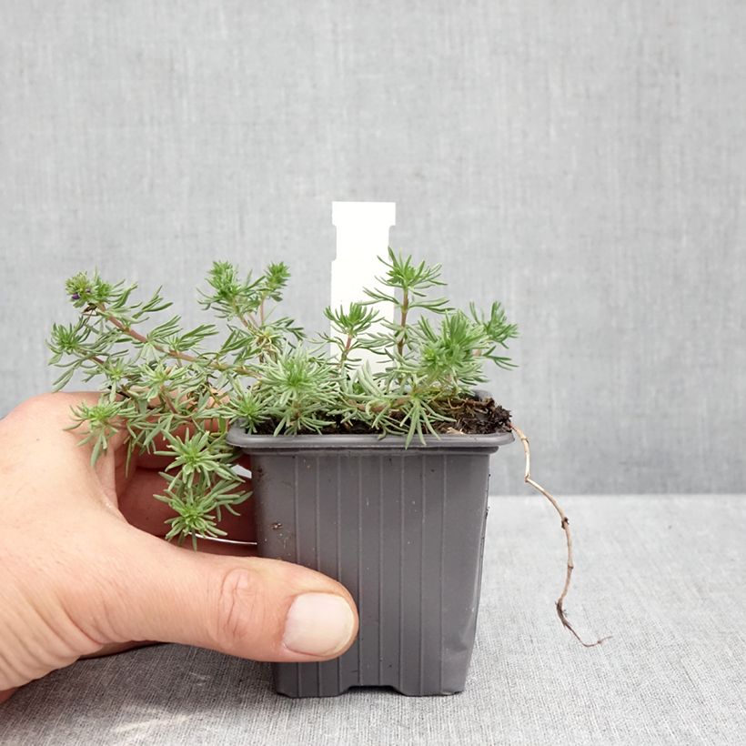 Exemplaar van Veronica armena - Ereprijs Kweekpotje van 8/9 cm zoals geleverd in de herfst