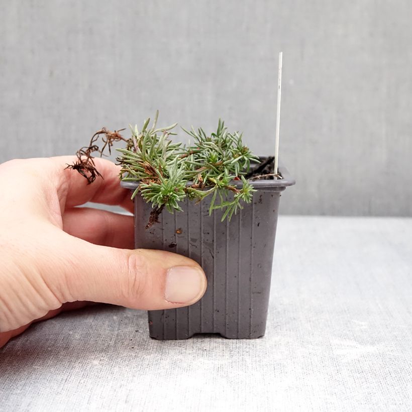 Exemplaar van Veronica armena - Ereprijs Kweekpotje van 8/9 cm zoals geleverd in de winter