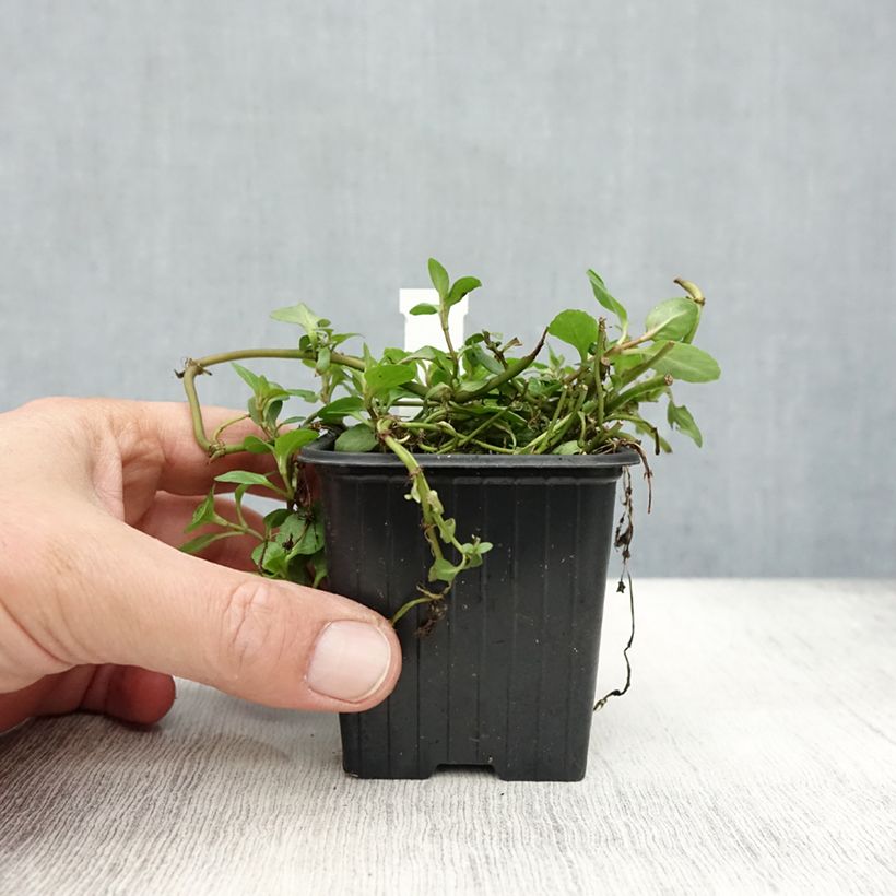 Exemplaar van Veronica beccabunga - Beekpunge Kweekpotje van 8/9 cm zoals geleverd in de herfst