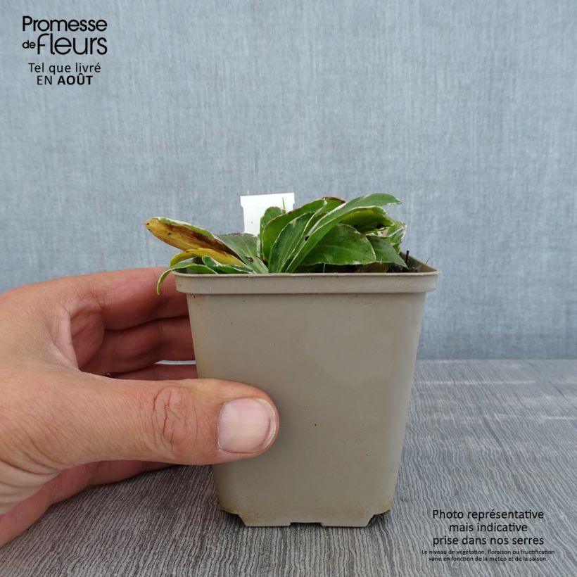 Exemplaar van Veronica gentianoides Variegata - Gentiaan-ereprijs Kweekpotje van 8/9 cm zoals geleverd in de zomer