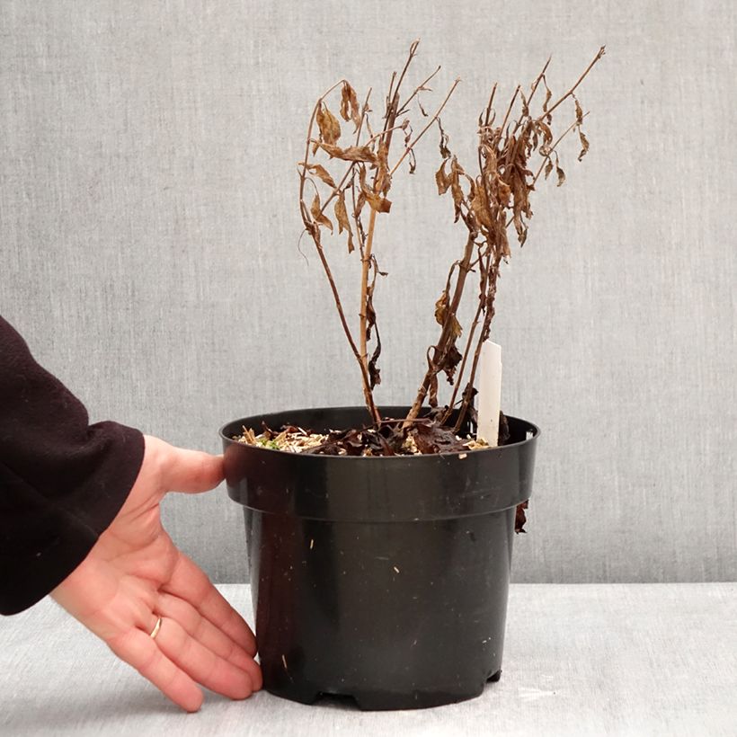 Example of Veronica Lavender Lightsaber - Aar-ereprijs Pot van 2 l/3 l as you get in hiver