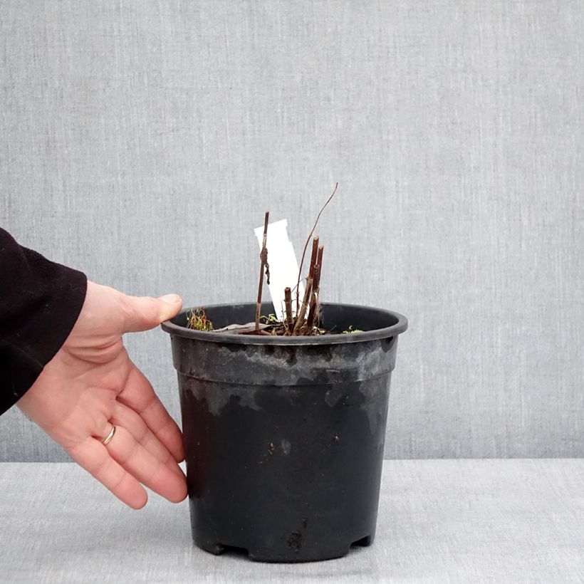 Example of Veronica longifolia First Glory - Véronique à longues feuilles Pot van 2 l/3 l as you get in hiver