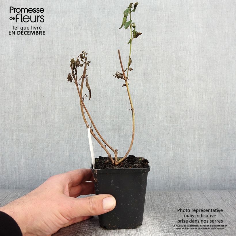Exemplaar van Veronica longifolia First Lady - Lange ereprijs Kweekpotje van 8/9 cm zoals geleverd in de herfst