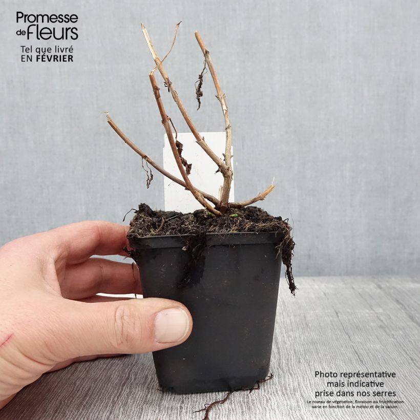 Example of Veronica longifolia First Lady - Véronique à longues feuilles Kweekpotje van 8/9 cm as you get in hiver