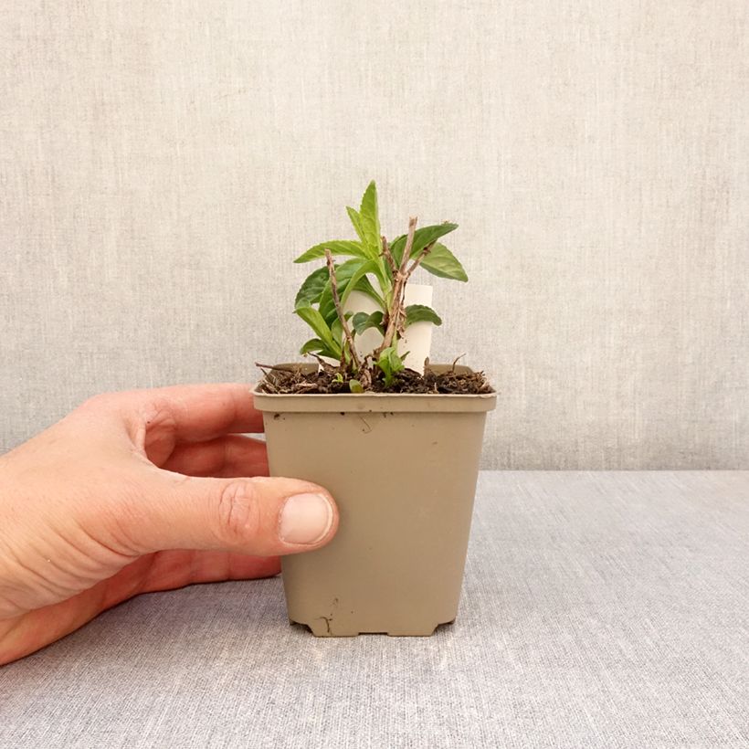 Exemplaar van Veronica longifolia First Lady - Lange ereprijs Kweekpotje van 8/9 cm zoals geleverd in de lente