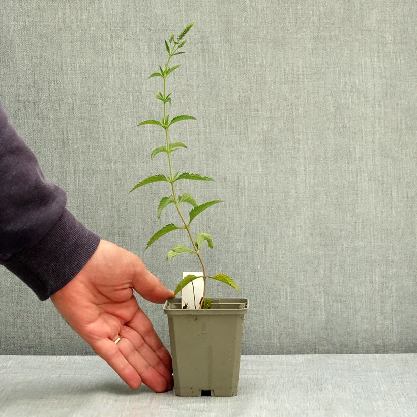 Exemplaar van Veronica longifolia Lila Karina - Lange ereprijs Kweekpotje van 8/9 cm zoals geleverd in de zomer