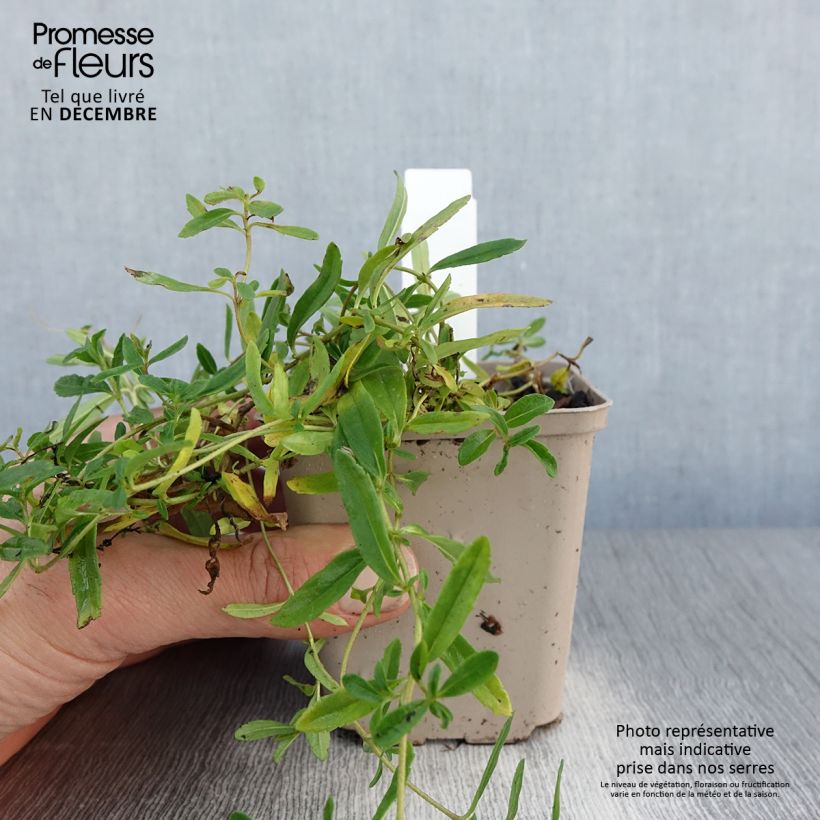 Example of Veronica prostrata Alba - Véronique prostrée blanche  Kweekpotje van 8/9 cm as you get in hiver