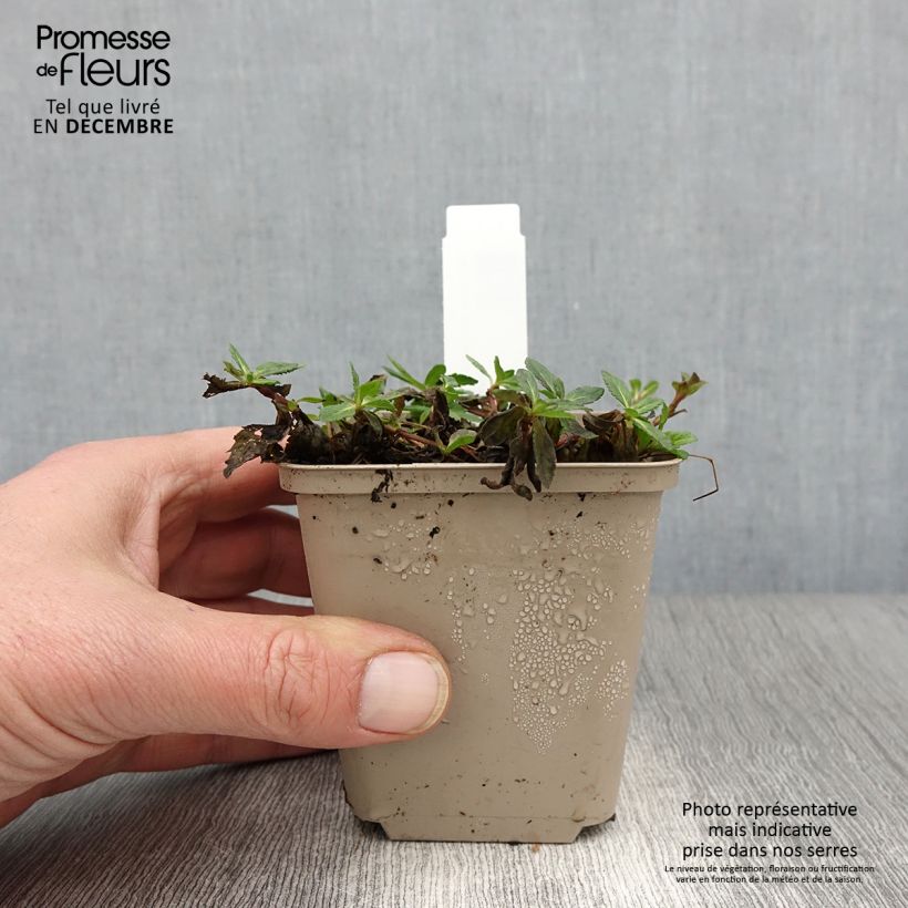 Exemplaar van Veronica prostrata Mrs Holt - Liggende ereprijs Kweekpotje van 8/9 cm zoals geleverd in de herfst